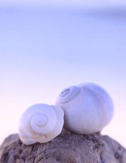 Ngày mai trong đám xuân xanh ấy...